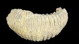 Cretaceous Fossil Oyster (Rastellum) - Madagascar #69636-2
